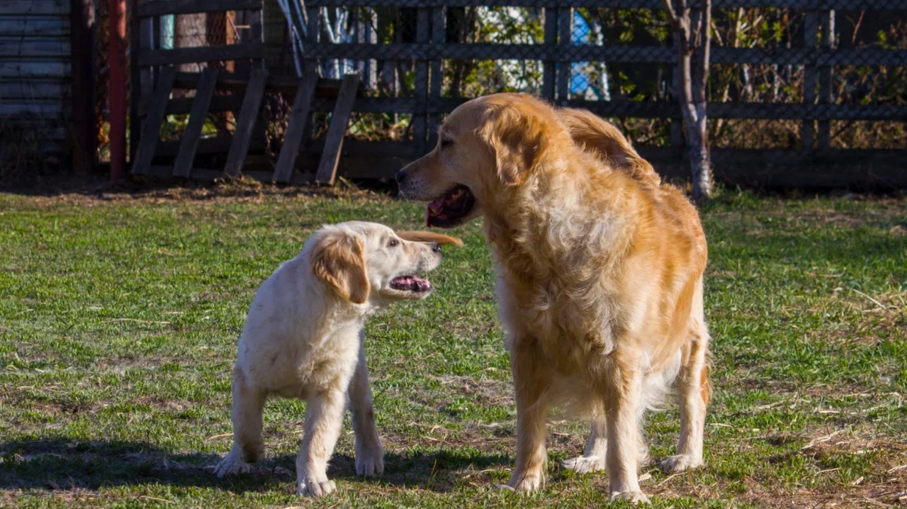 Фото Опубликованы фото самых золотистых ретриверов новосибирского питомника 4